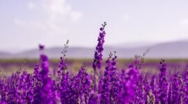 Para ahli aroma terapi merekomendasikan aroma lavender yang harum dan menyejukkan suasana hati.. (Pixabay.com/Hans)