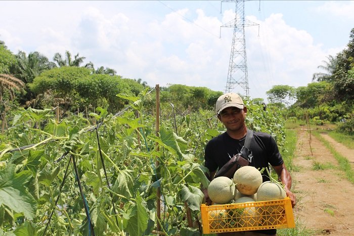 Kelompok Tani Milenial Binaan INALUM di Aek Songsongan Rayakan Hasil Panen Perdana. (Dok. Inalum.id)